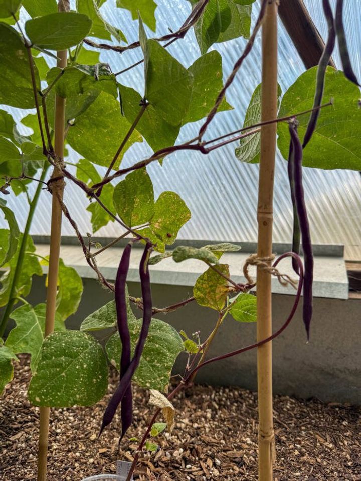 Purple pole beans with vibrant green leaves