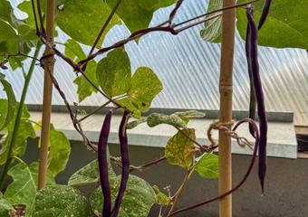 Growing Thriving Beans in a Greenhouse (Bush/Pole) image