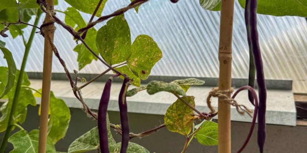 Growing Thriving Beans in a Greenhouse (Bush/Pole) image