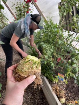 women harvesting celeriac with someone holding the root up close to the camera
