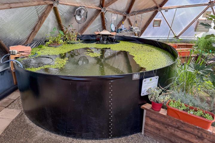 Round pond in a geodesic greenhouse with black sheet metal walls filled with water and floating green plants