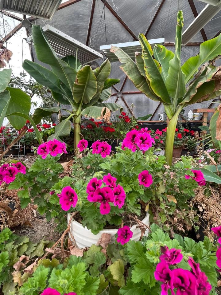 pink geraniums blooming in front of banana trees inside the greenhouse