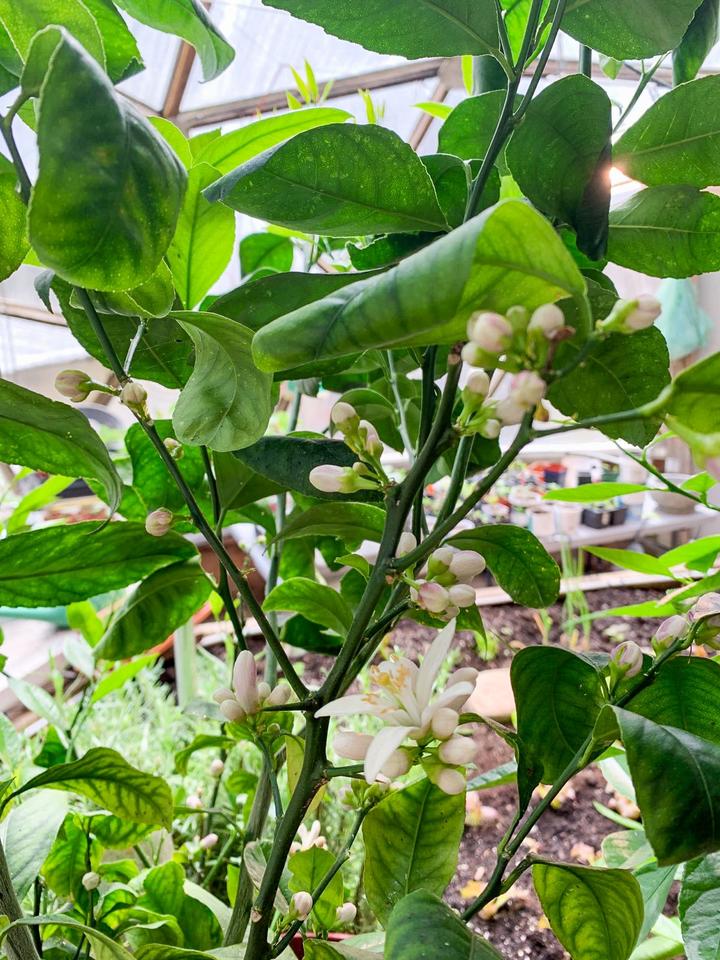 jasmine in dome