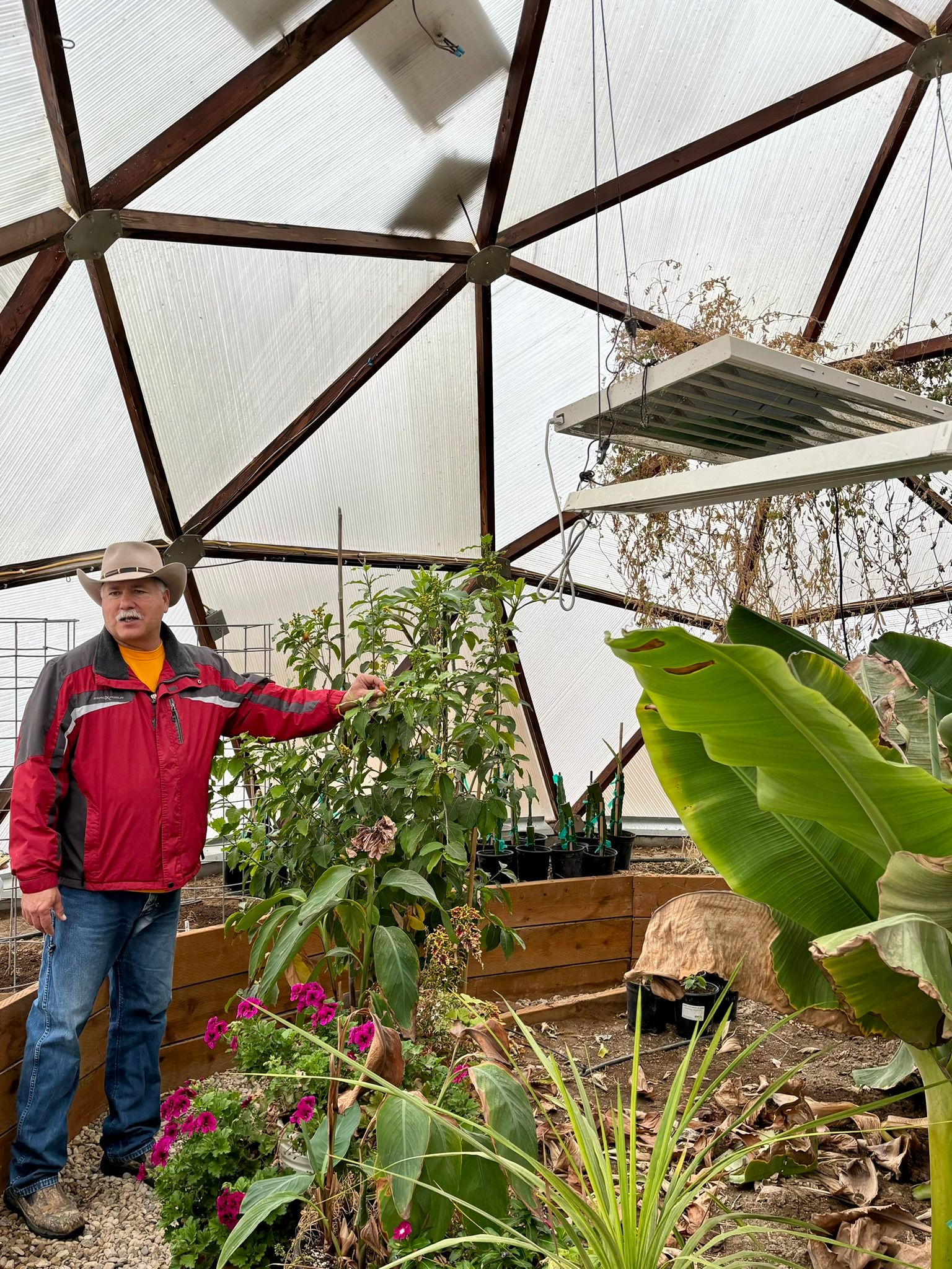 man standing next to a bed with banana plants and lights suspended from the ceiling of a geodesic dome greenhouse