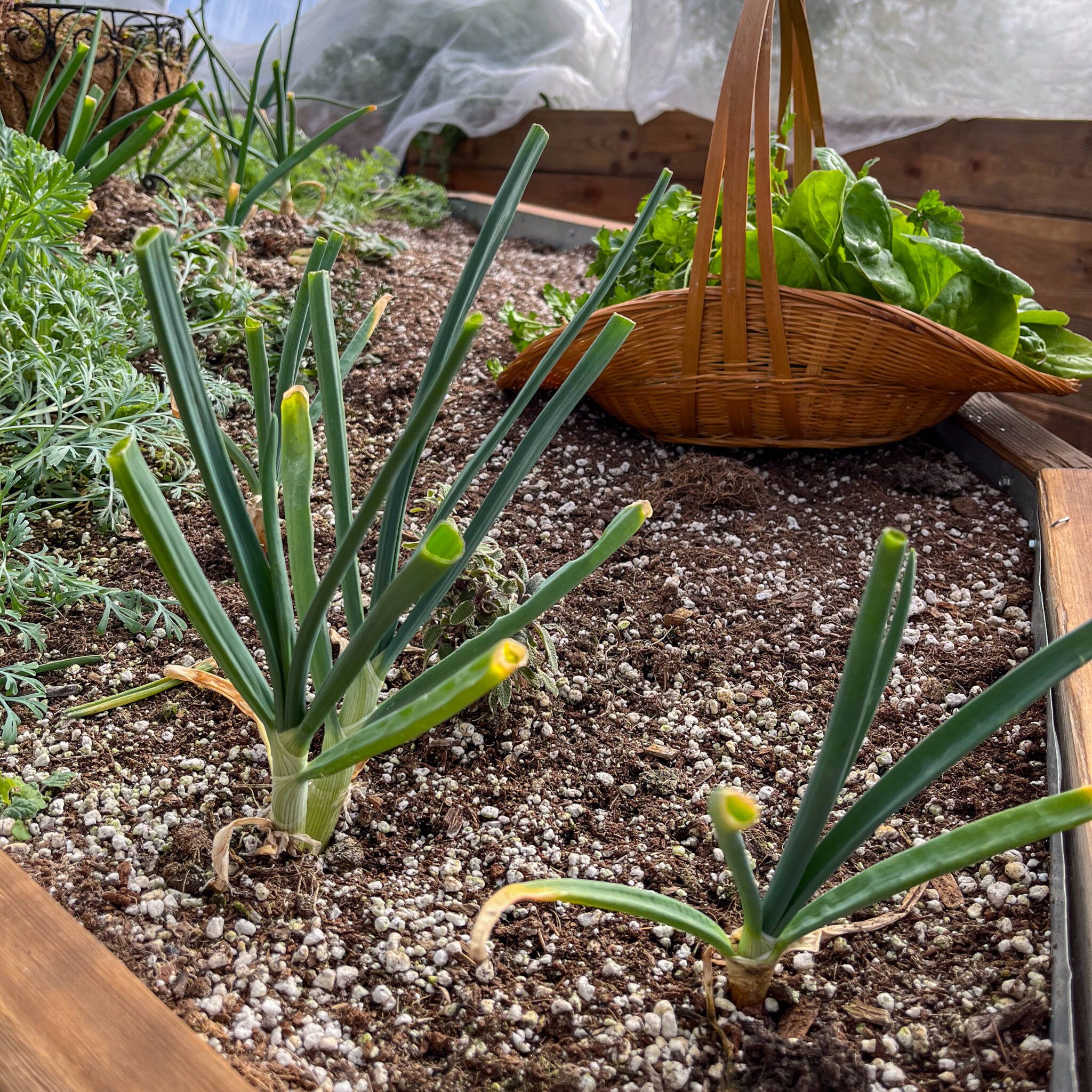 trimmed onion growing in a raised bed inside a greenhouse with a basket of freshly harvested greens in the background