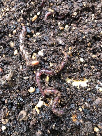 worms in soil