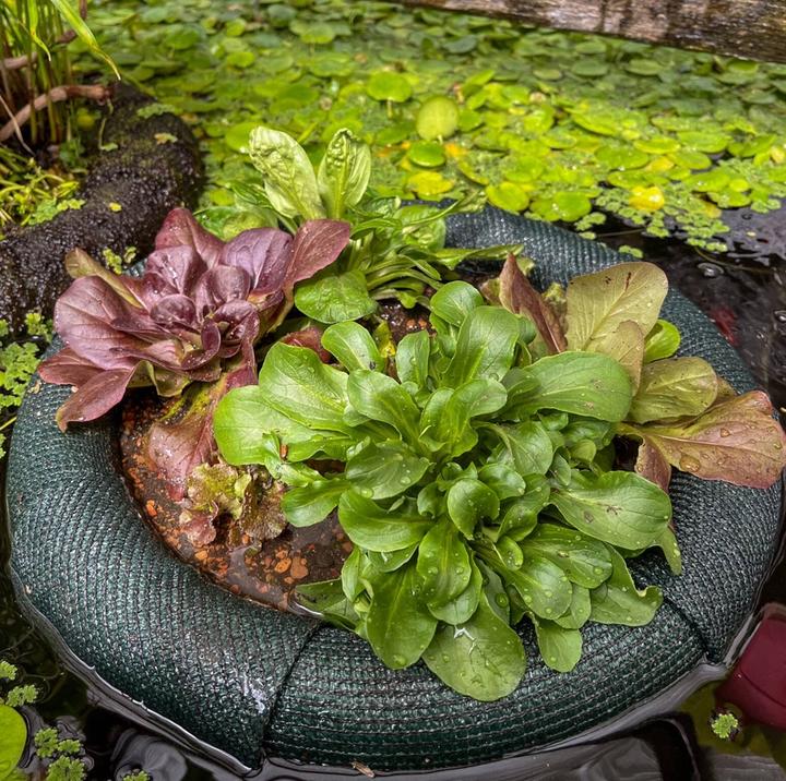 various lettuces growing in a floating garden planter