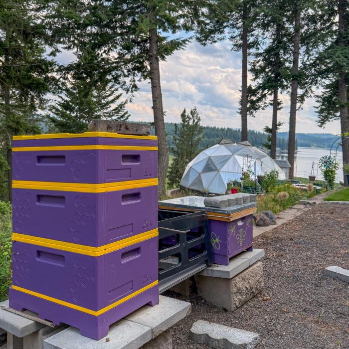 a stack of purple and yellow bee boxes with a growing dome in the background