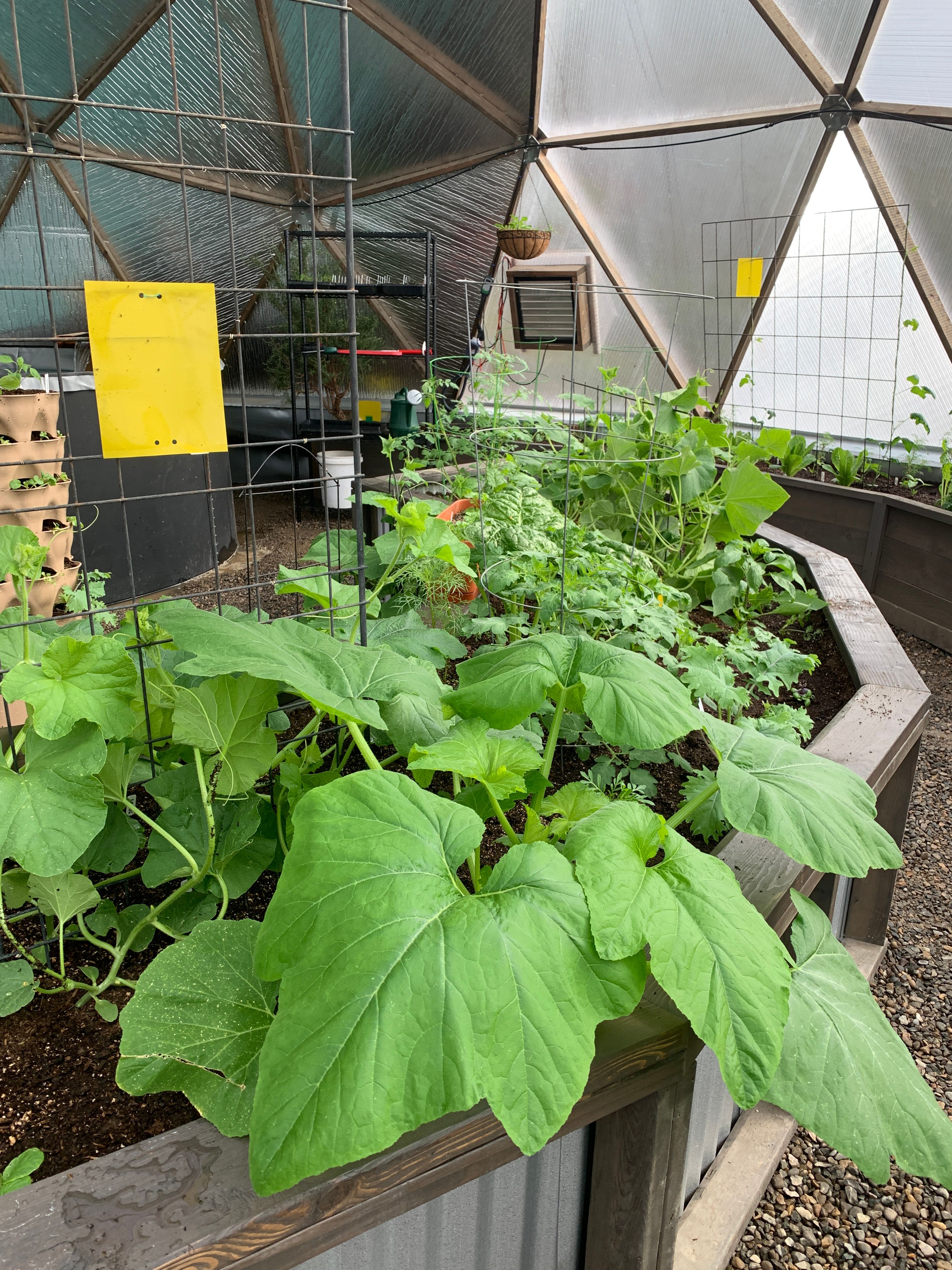 yellow sticky traps on trellises over plants in raised beds