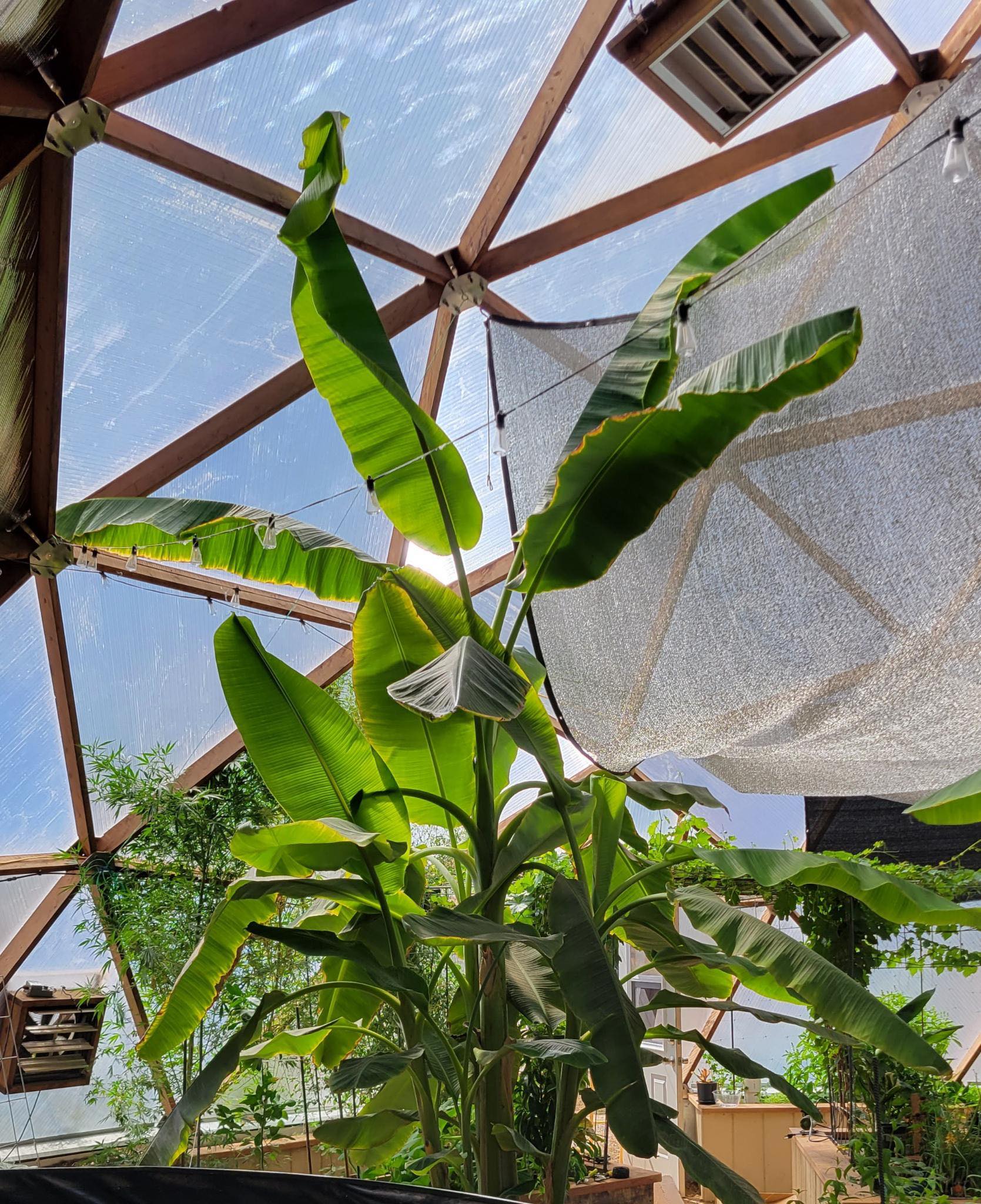 banana plant growing in a dome greenhouse near shade cloth