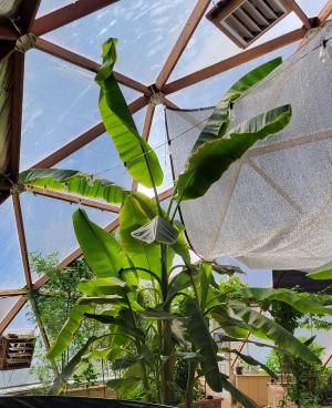 banana plant growing in a dome greenhouse near shade cloth