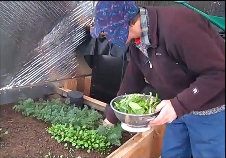 Gardener harvesting fresh greens from their Growing Dome greenhouse