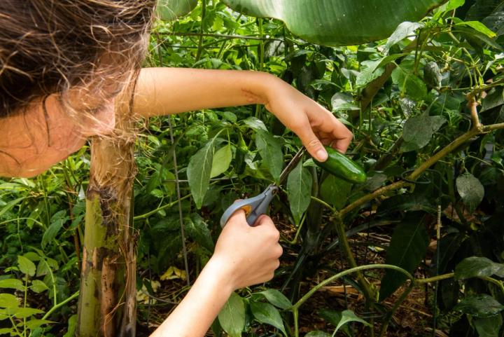 harvesting peppers in tropical greenhouse