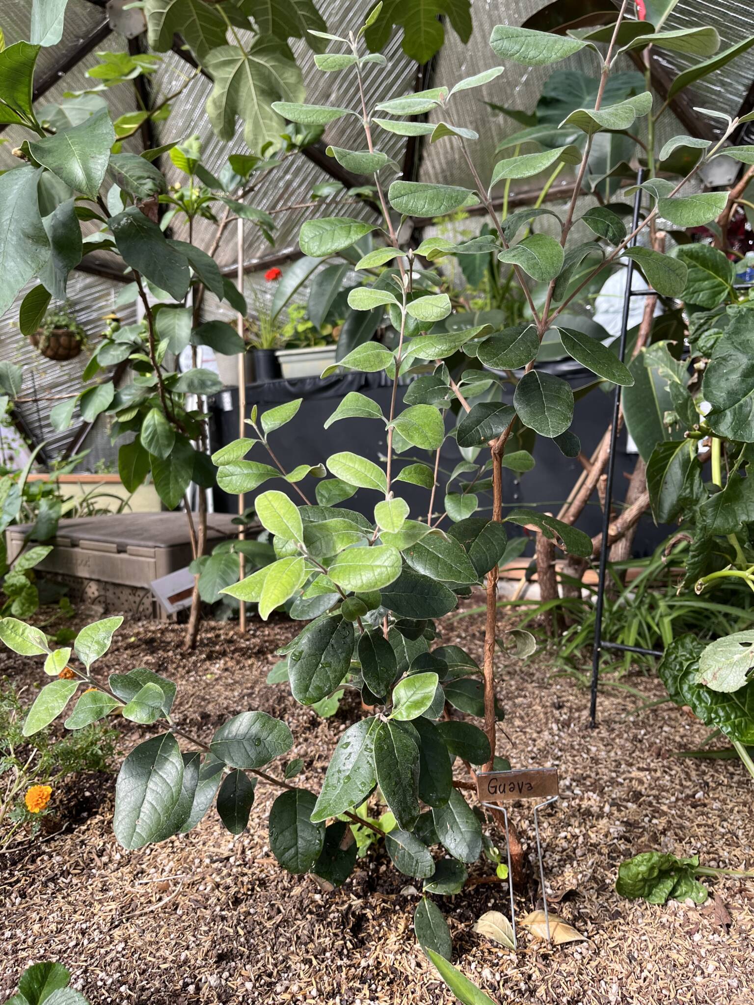 Marigolds are great companion plants for guava trees in your greenhouse