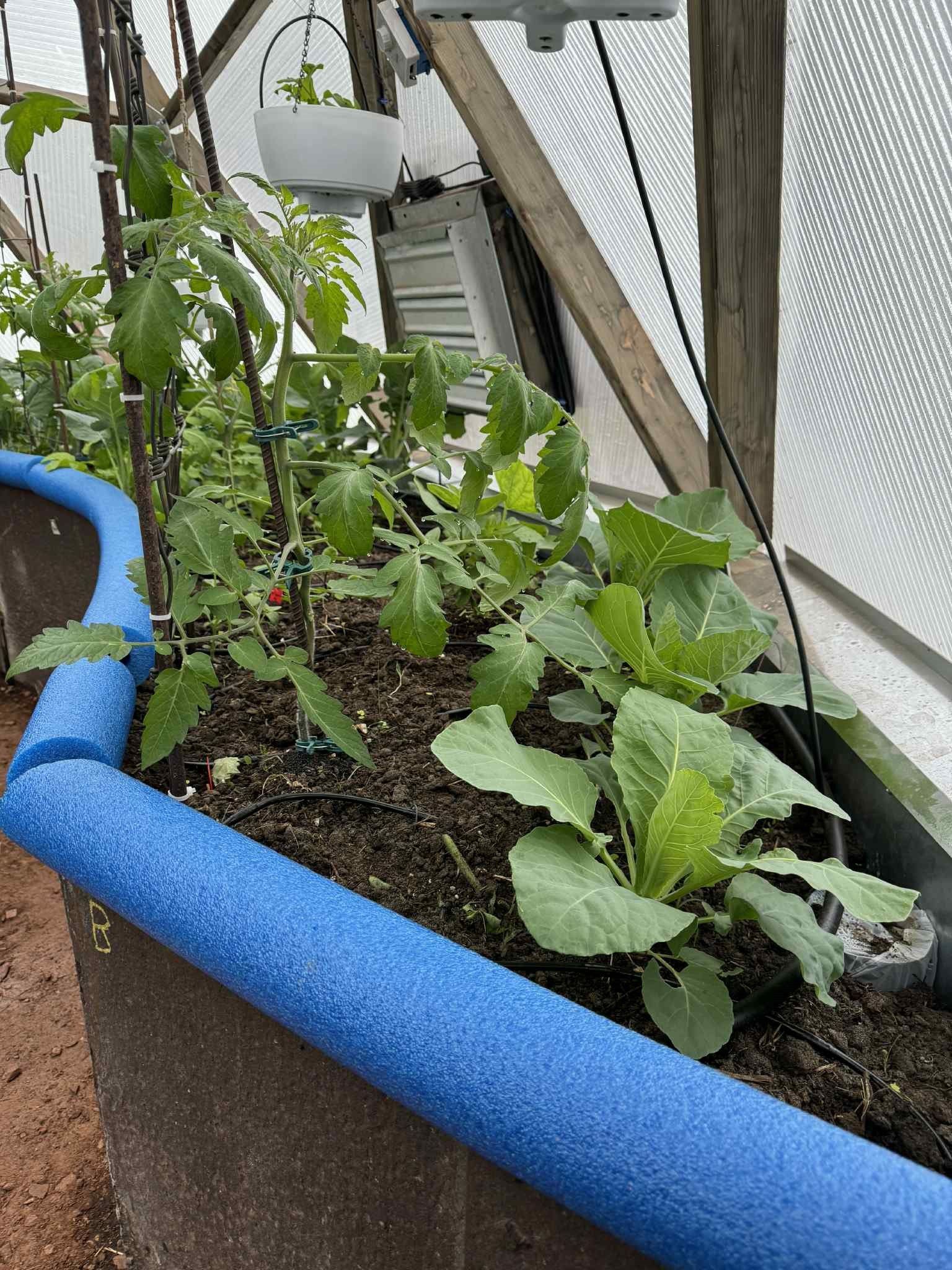 raised beds with blue foam pool noodles on the edges in the Nielson Nebraska greenhouse