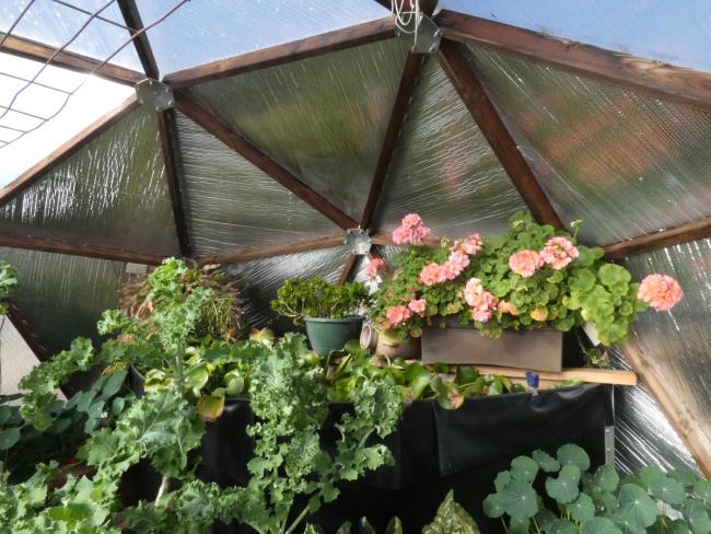 Vegetables and flowers growing beside reflective north-wall insulation inside a Growing Dome greenhouse