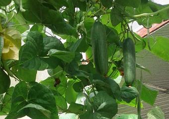 Ross-Woolf-22-092413 (2)_blog