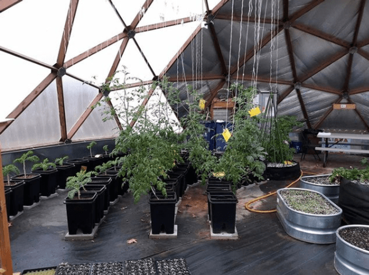 Hydroponic tomatoes
