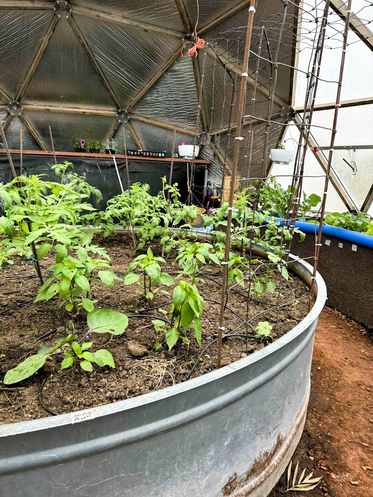 steel potash raised bed with newly planted plants