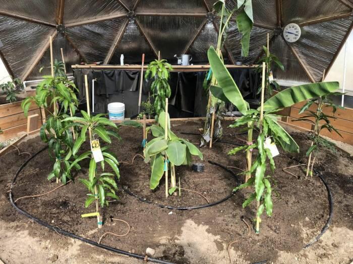 Growing bananas and other tropical plants just getting started in front of the above-ground pond