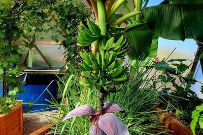 Banana image