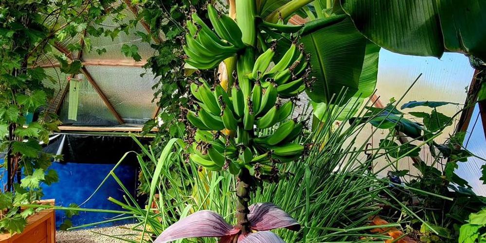 Bananas Photo Credit: Tiffany Hansen