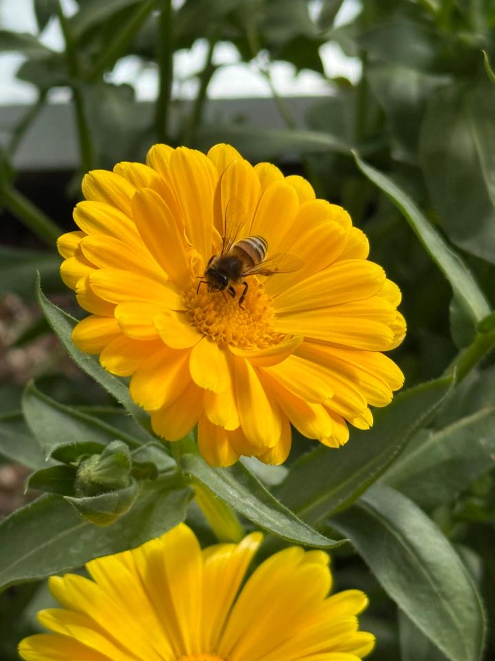 A bee on a yellow calendula flower in a dome greenhouse