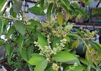 avocado blooms 1 Cathy McLaren 03052022