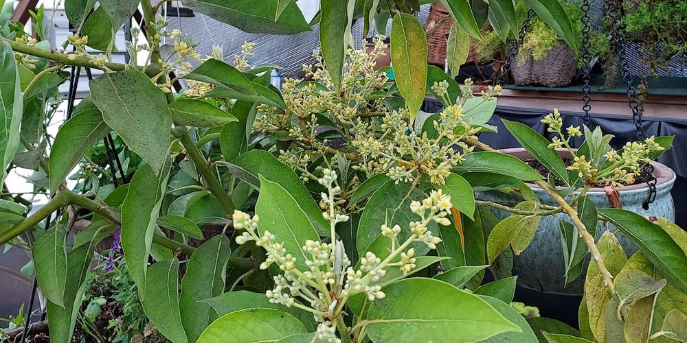 avocado blooms 1 Cathy McLaren 03052022