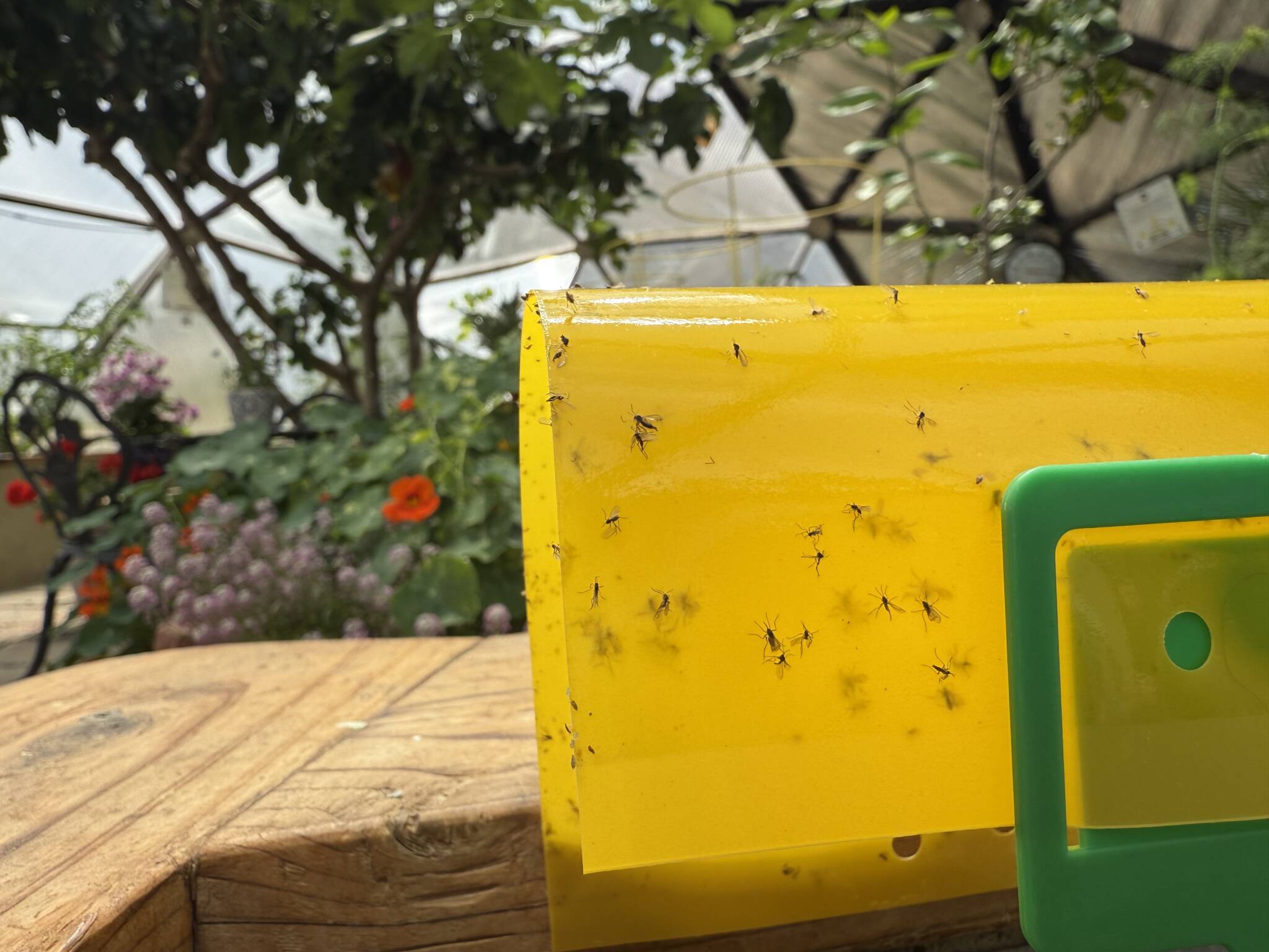 Close up of fungus gnats stuck to a yellow sticky trap in a Growing Dome with nasturtiums and fig tree in background.