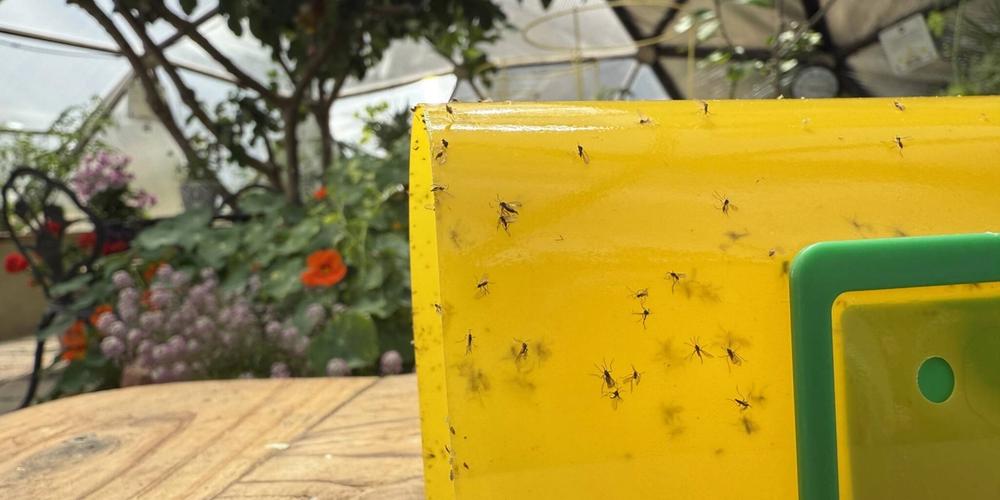 Close up of fungus gnats stuck to a yellow sticky trap in a Growing Dome with nasturtiums and fig tree in background.