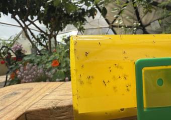 Close up of fungus gnats stuck to a yellow sticky trap in a Growing Dome with nasturtiums and fig tree in background.