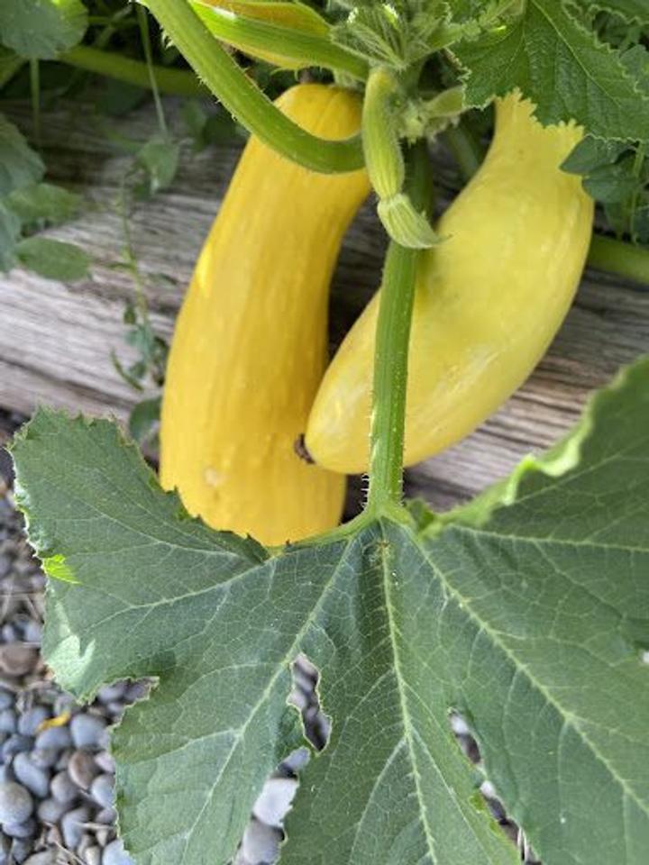 yellow squash
