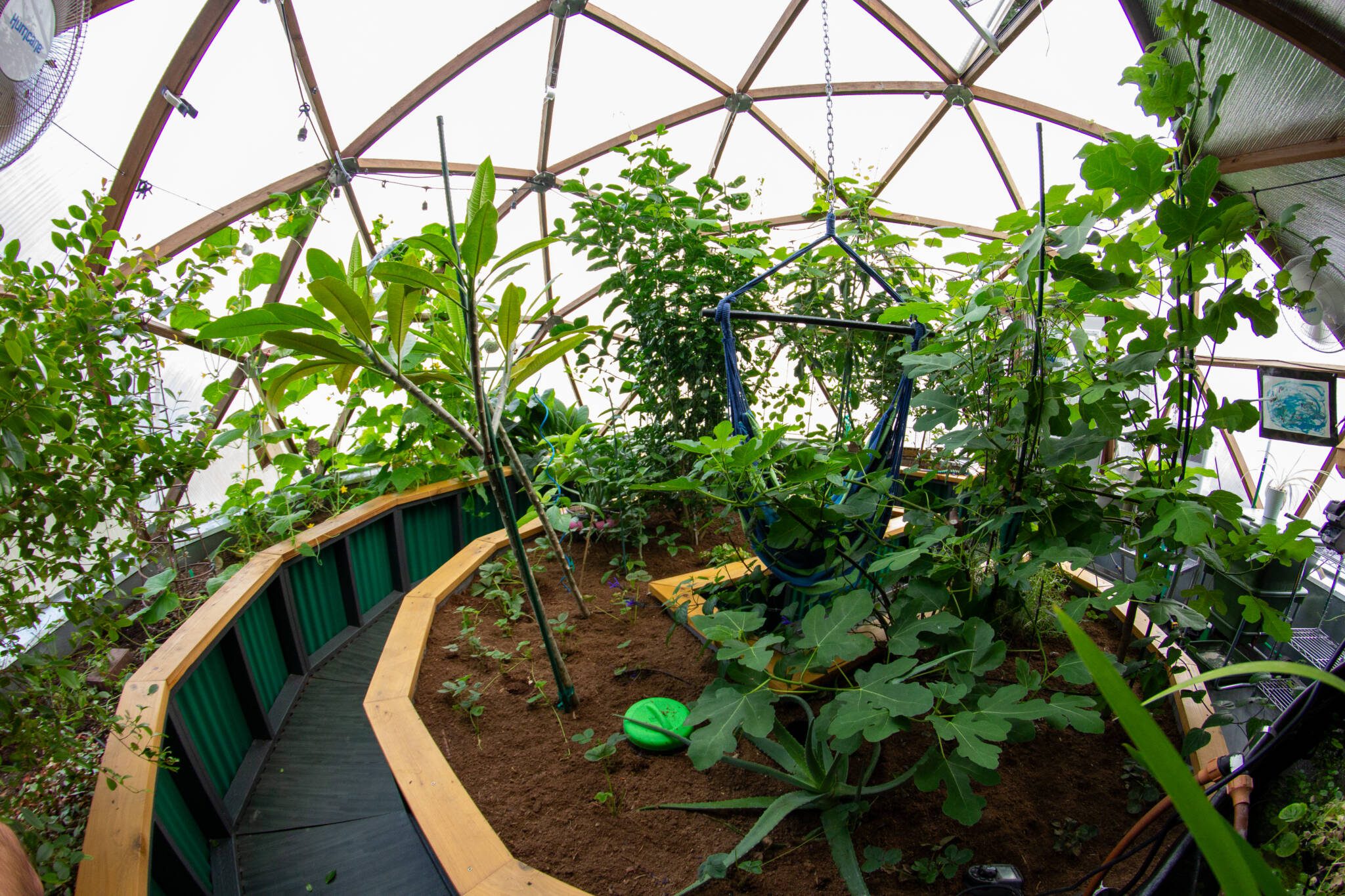 interior of a 22' Growing Dome greenhouse with vibrant greenery and a central hammock chair