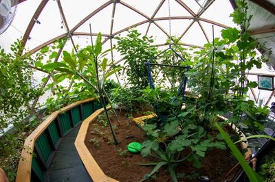 Growing Inside a Dome image