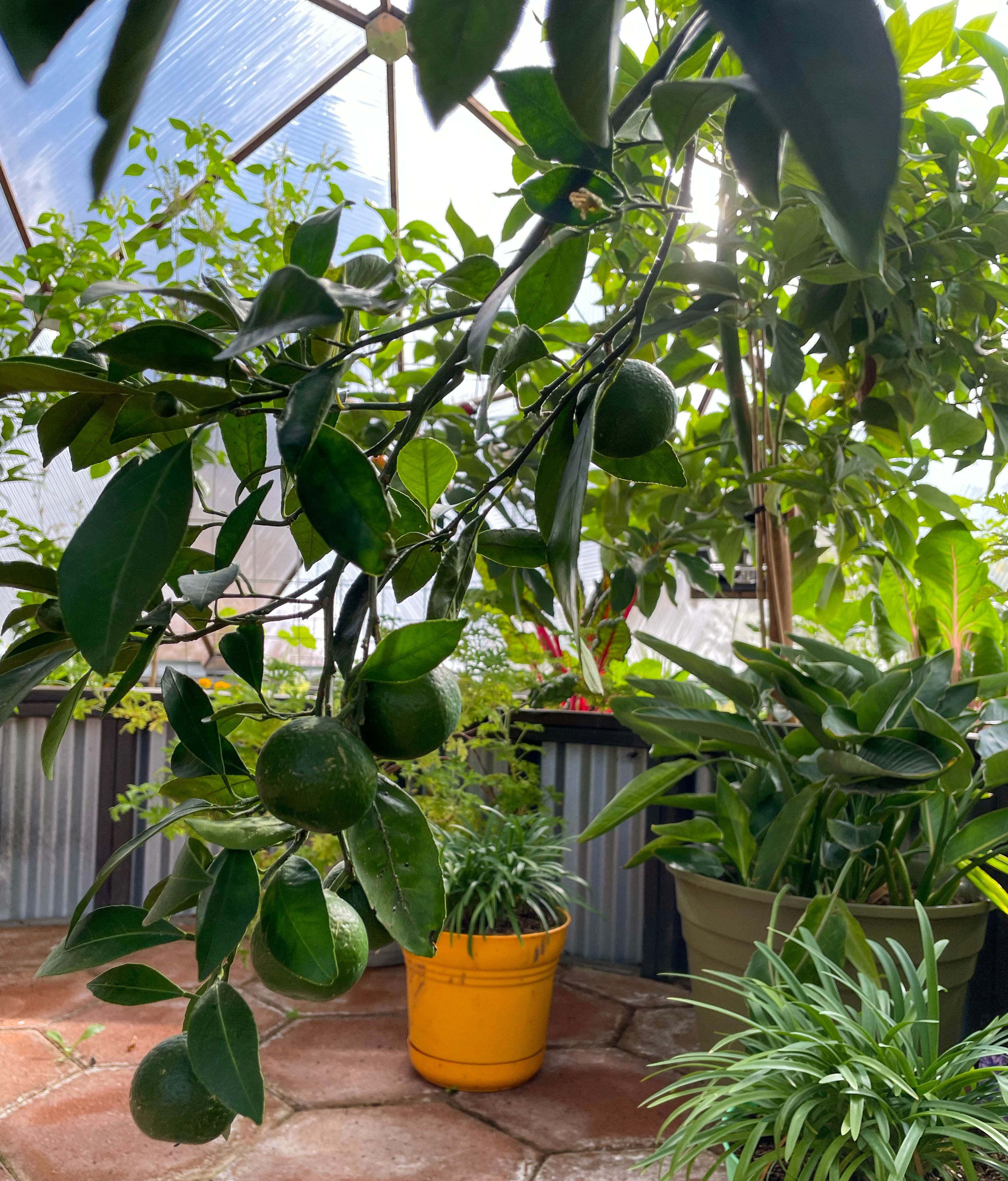 green mandarins ripening on the tree