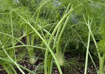 fennel GS IMG_4972