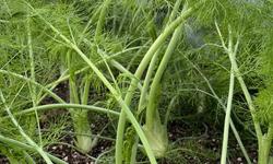 fennel GS IMG_4972
