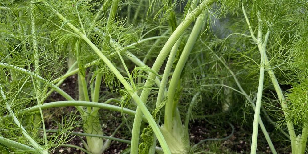 fennel GS IMG_4972
