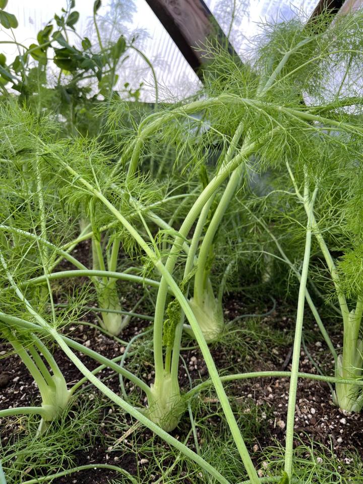 growing fennel in a dome
