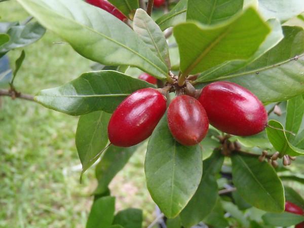 Miracle Berry by Hamale Lyman courtesy of Wikipedia