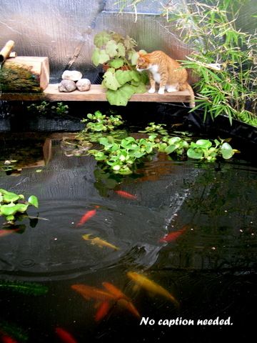 cat watching goldfish in a greenhouse pond