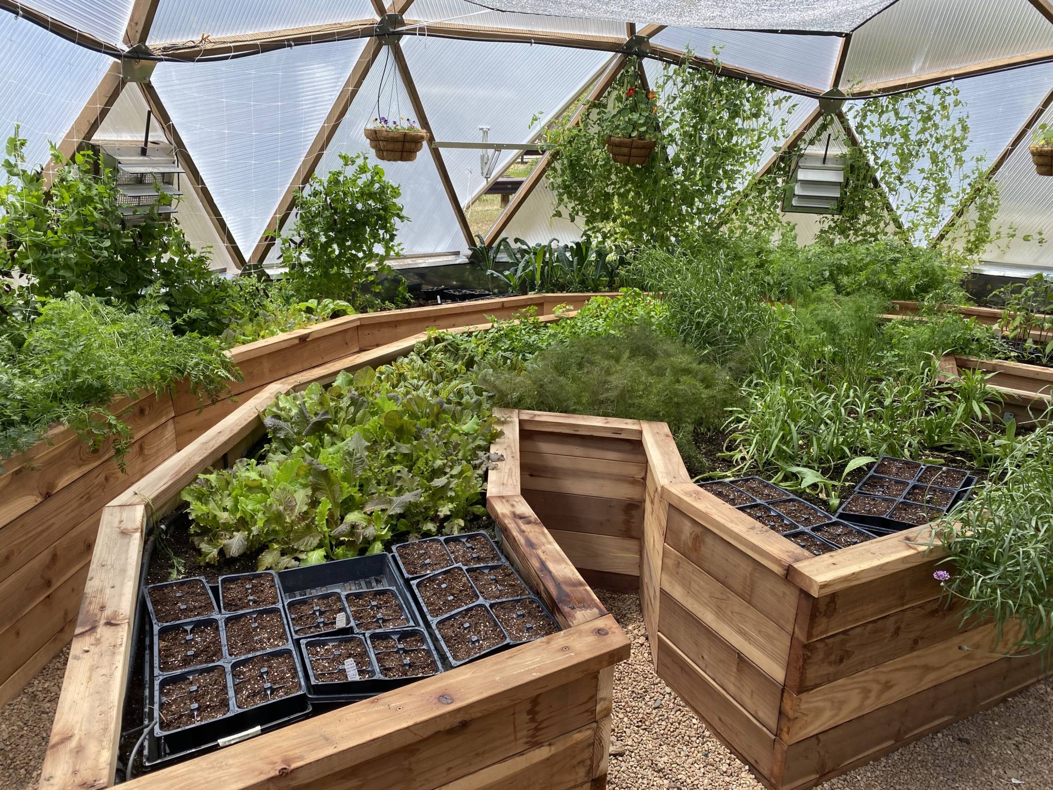 wooden raised beds with a keyhole to allow easier access to the plants inside the greenhouse