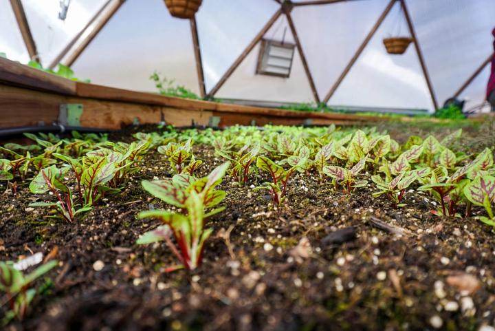 growing red-veined sorrel