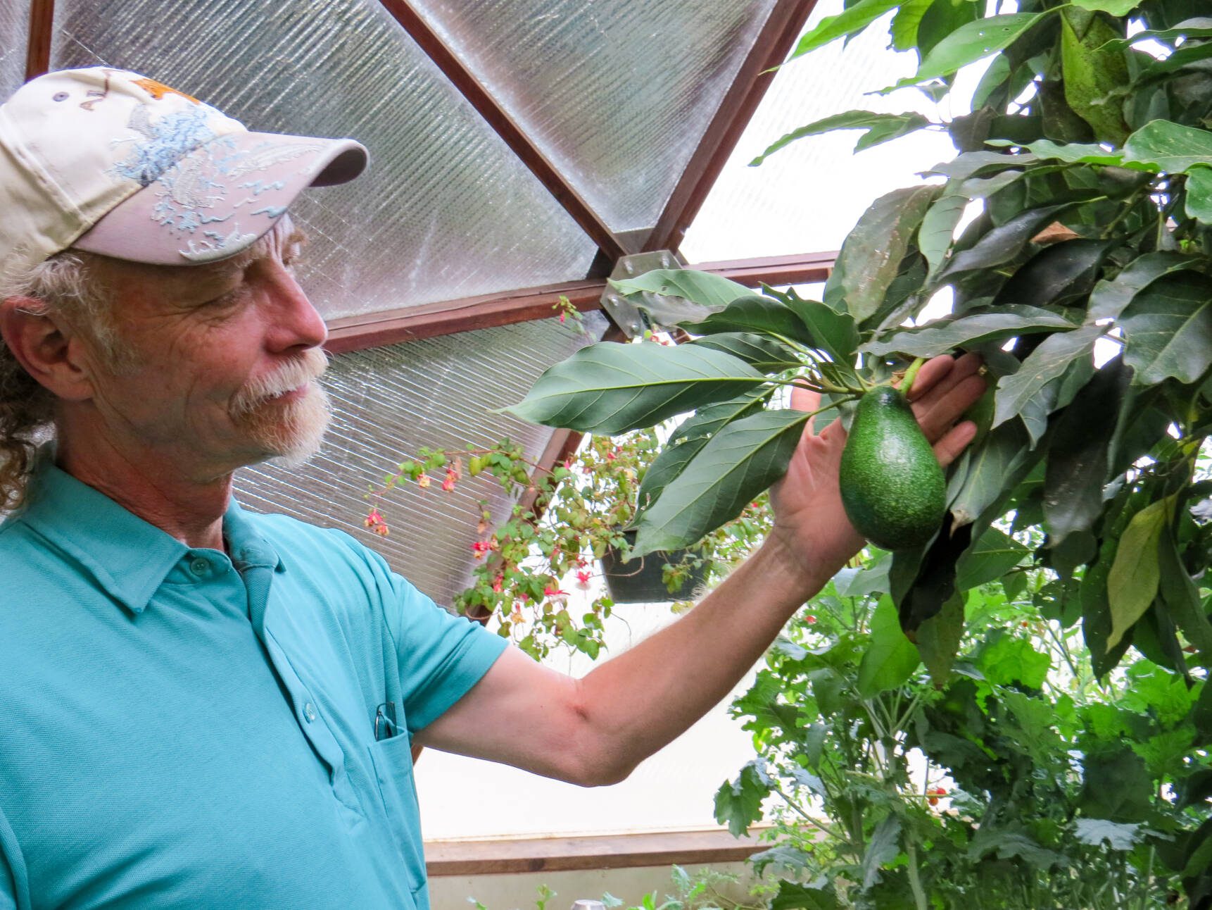 Man harvests an avocado in a Grow Dome