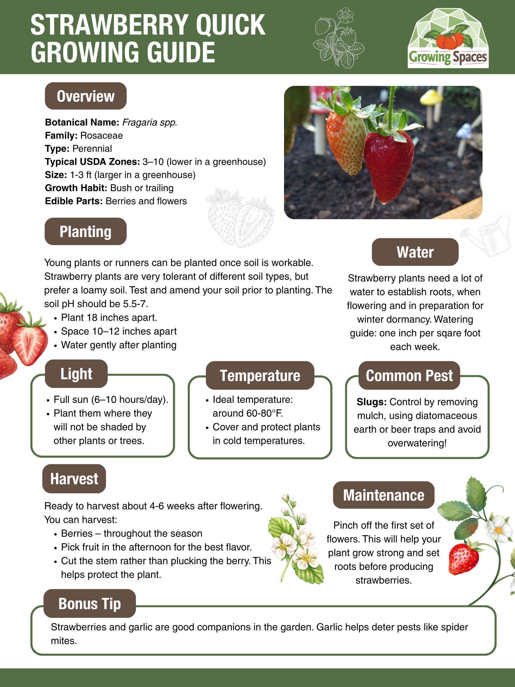 Strawberry Growing Guide image
