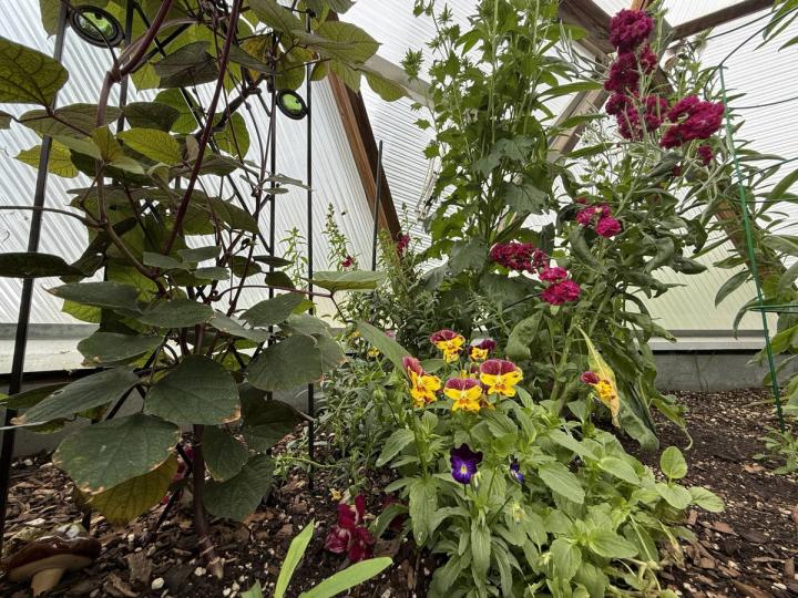 multi-colored yellow and burgundgy pansies in a dome greenhouse