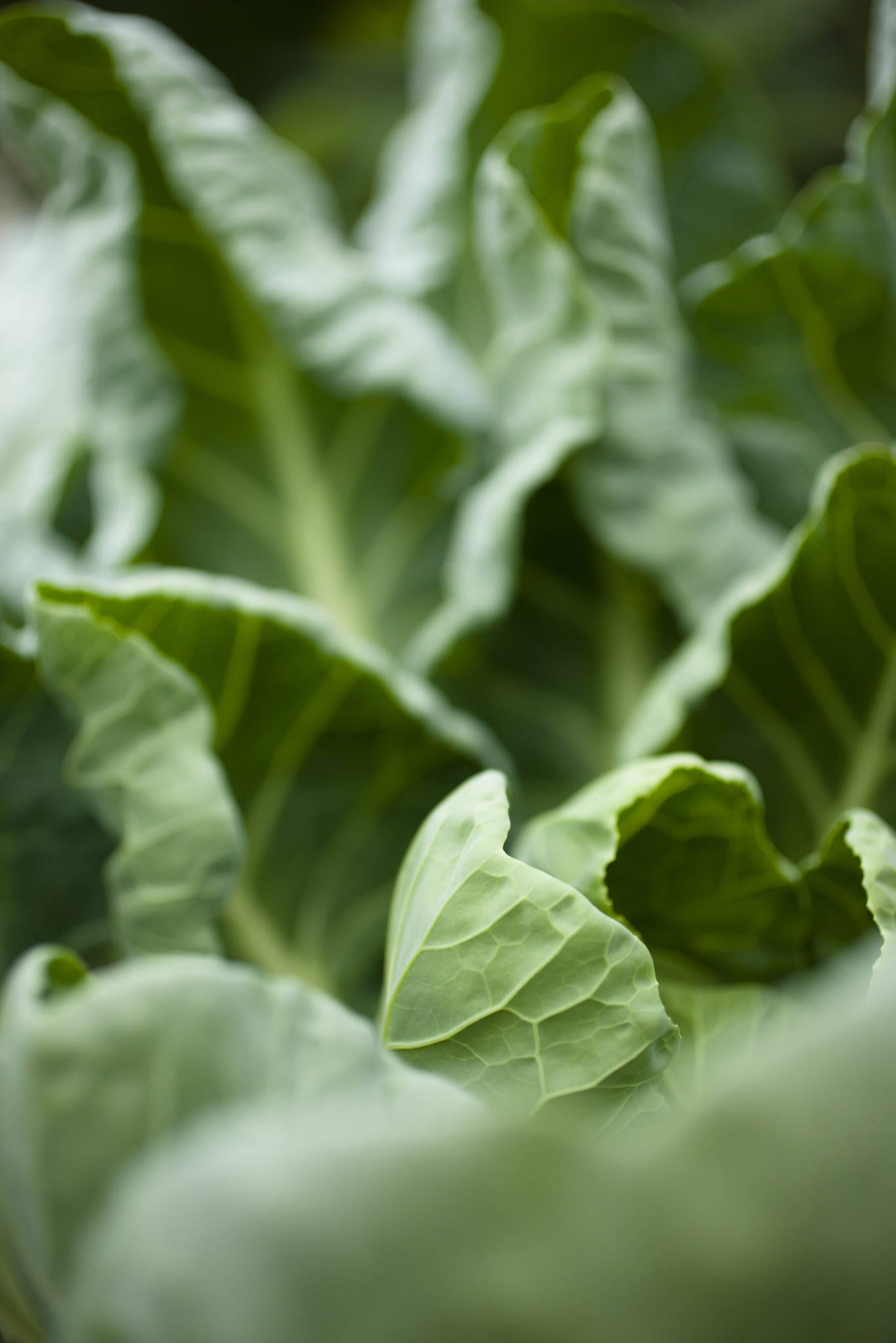 Collard green leaves