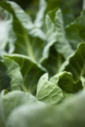 Collard green leaves