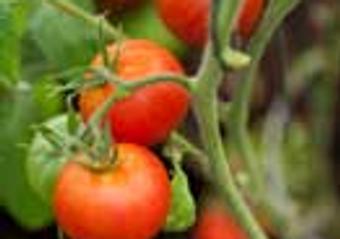 Cost versus Value: How to reconcile spending more for organic food image